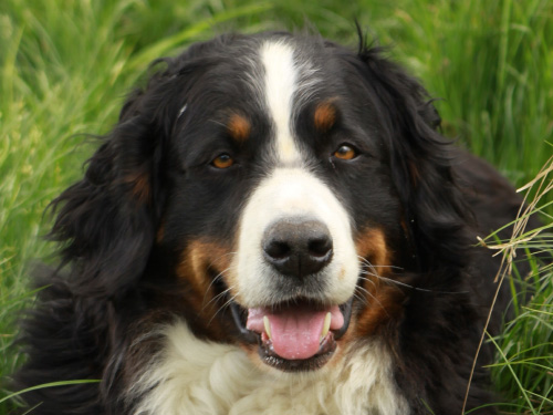 Hero v. Wiesmadern | &Ouml;sterreichischer Veteranen-Champion 2017