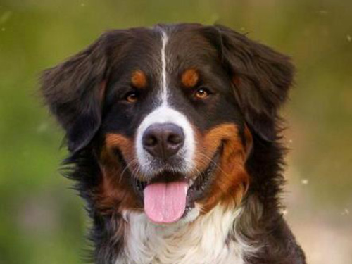 Tabea v. Wiesmadern | &Ouml;sterreichischer Sch&ouml;nheits-Champion 2017