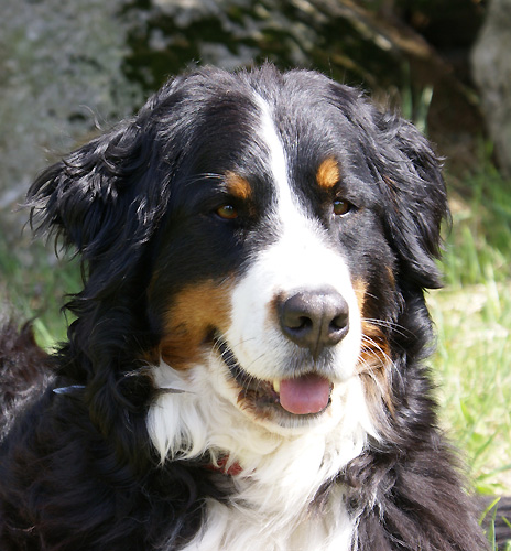 Urasca v. Wiesmadern | &Ouml;sterreichischer Sch&ouml;nheits-Champion 2011