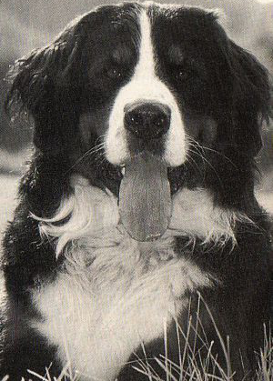 Balou v. Wiesmadern | &Ouml;sterreichischer Sch&ouml;nheits-Champion 1990, Internationaler Sch&ouml;nheits-Champion 1991