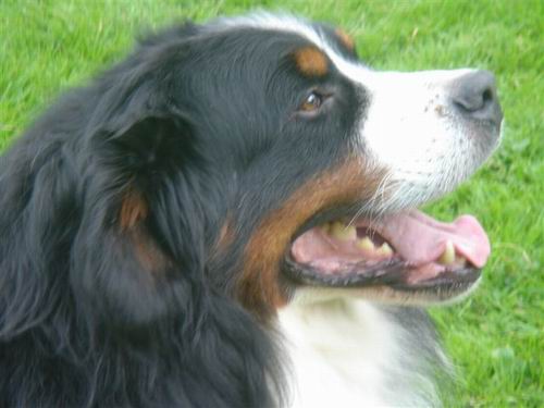 Dyon v. Wiesmadern | &Ouml;sterreichischer Sch&ouml;nheits-Champion 2006, &Ouml;sterreichischer Veteranen-Champion 2007