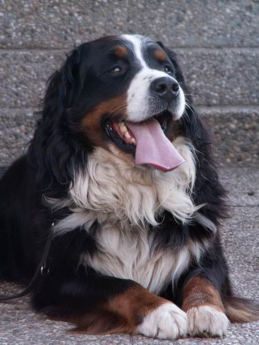 Jury v. Wiesmadern | &Ouml;sterreichischer Sch&ouml;nheits-Champion 2006