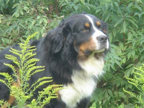 Quincey v. Wiesmadern | &Ouml;sterreichischer Sch&ouml;nheits-Champion 2007