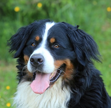 Wasko v. Wiesmadern | &Ouml;sterreichischer Veteranen-Champion 2021